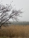 Thick leafless tree branches growing on grassy field against gray sky and woodland covered with mist in nature in autumn day