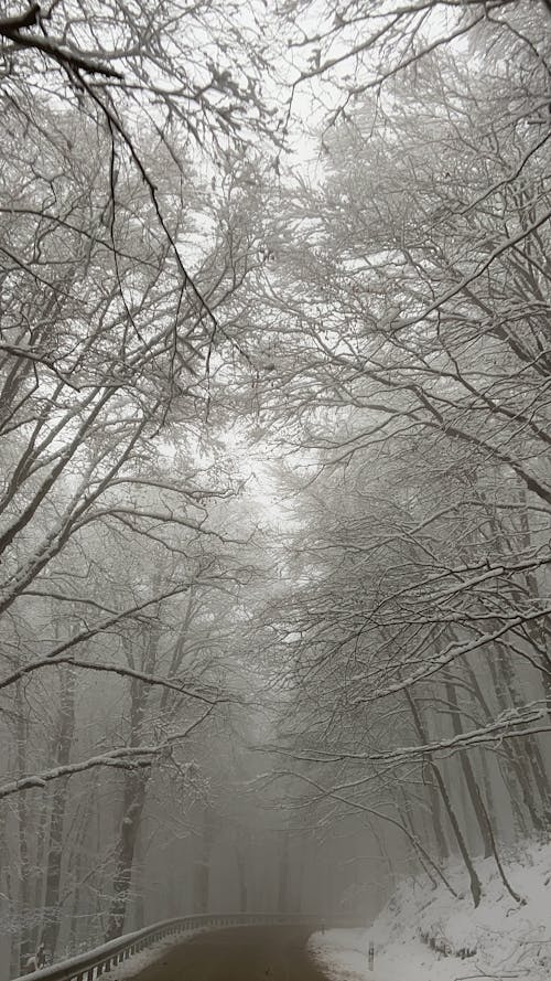 Empty asphalt roadway going through thick woodland with tall leafless trees covered with hoarfrost in woods on cold winter day