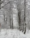 Snowy forest with tall trees