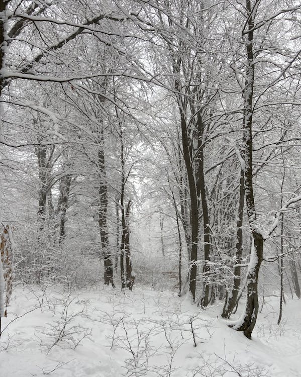 Snowy forest with tall trees