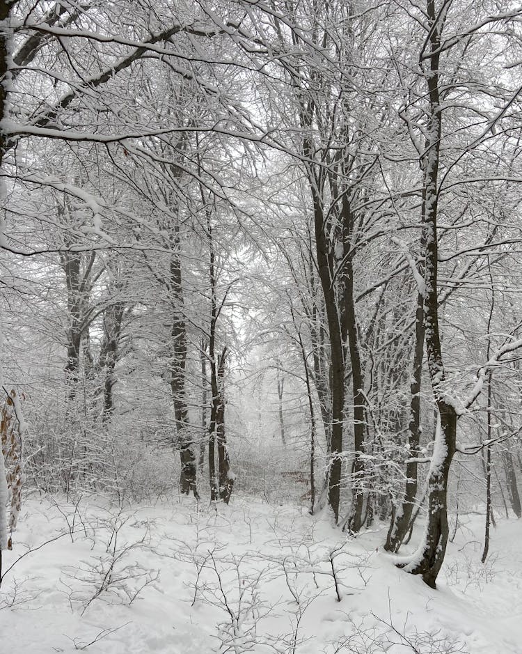 Snowy Forest With Tall Trees