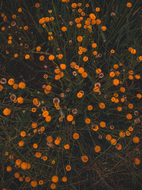 High-Angle Shot of Marigold Flowers