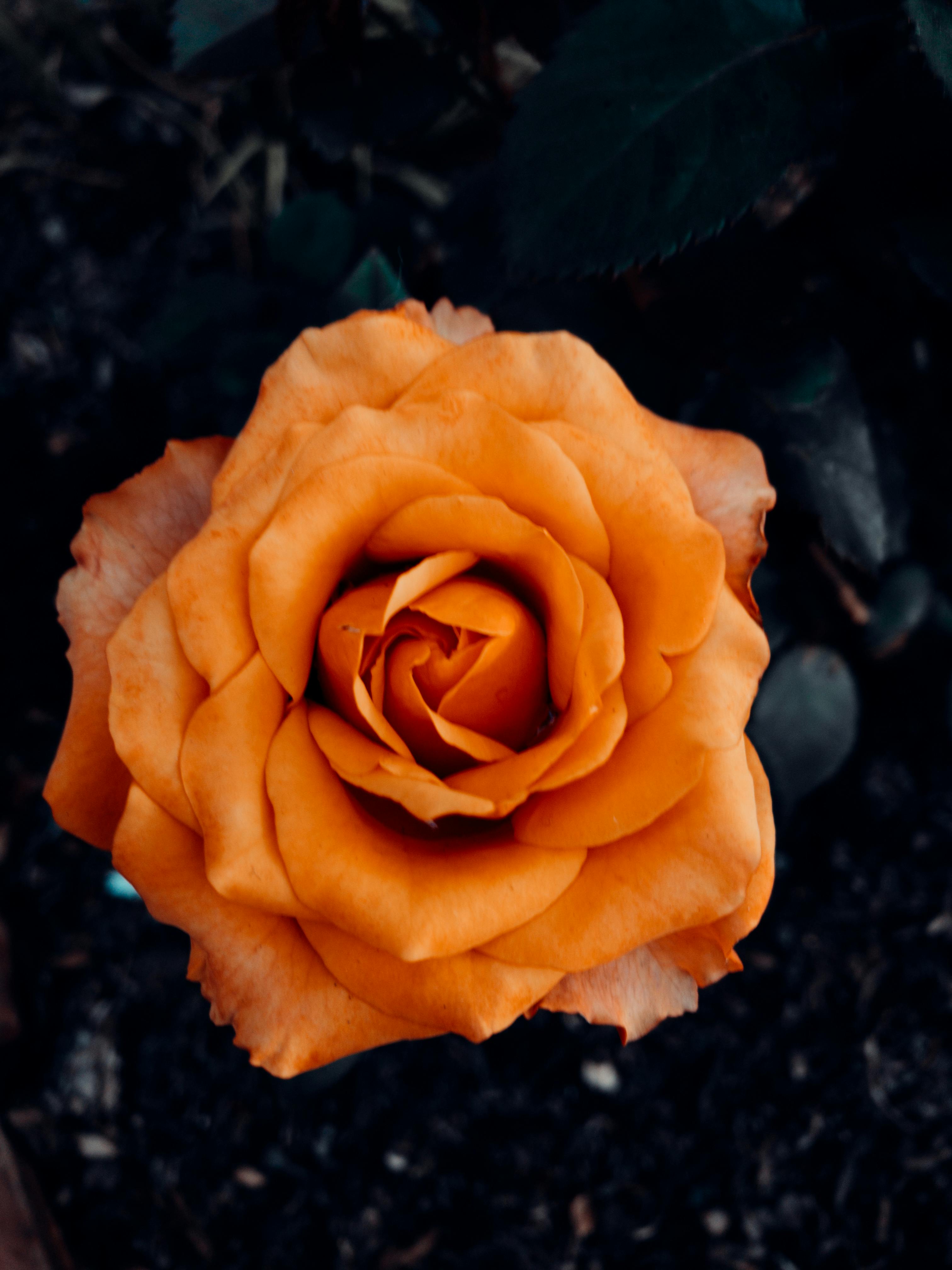 CloseUp Shot of Blooming Orange Hybrid Tea Rose · Free Stock Photo