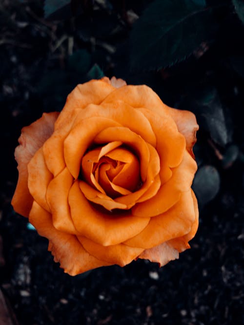 Close-Up Shot of Blooming Orange Hybrid Tea Rose 