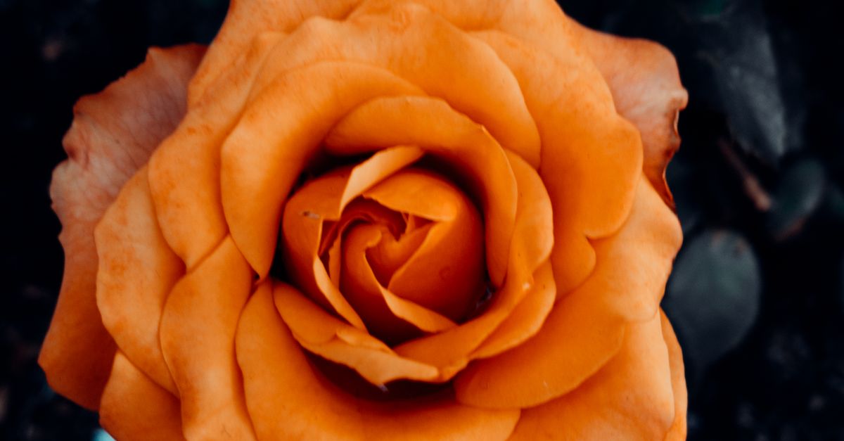Close-Up Shot of Blooming Orange Hybrid Tea Rose · Free Stock Photo