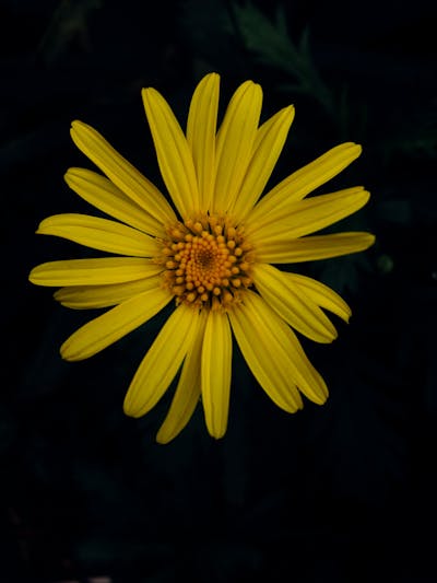 Decorative resin jewelry box with embedded dried flowers