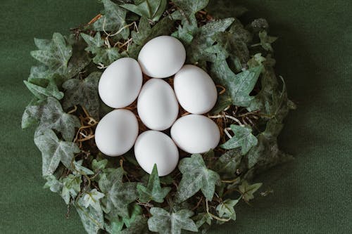 Free White Eggs on Egg Nest with Green Leaves Stock Photo