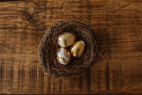 Fotobanka s bezplatnými fotkami na tému drevený, hniezdo, vajcia