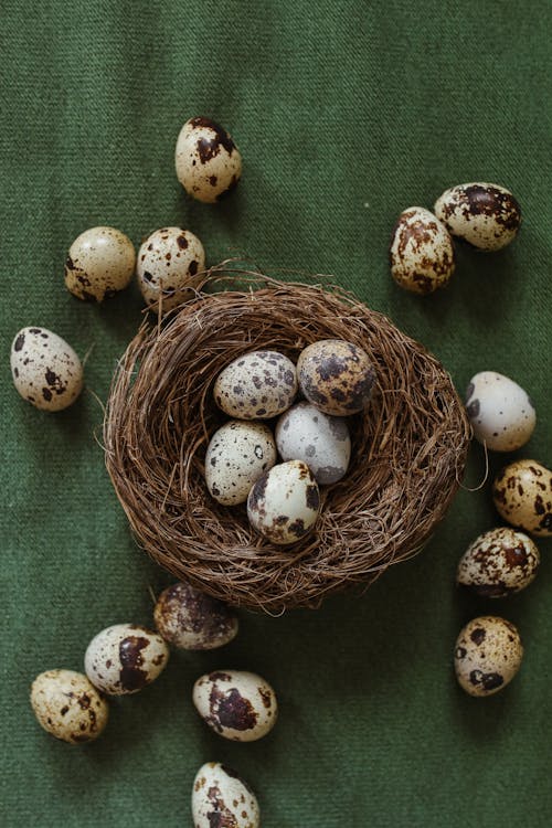 Základová fotografie zdarma na téma hnízdo, křepelčí vejce, Velikonoce