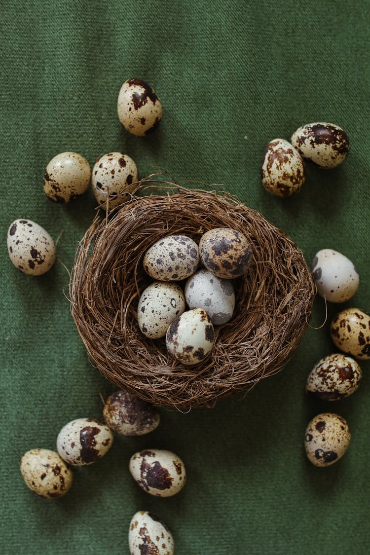 Quail Eggs On The Nest