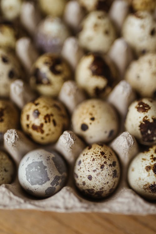 Quail Eggs in an  Egg Tray