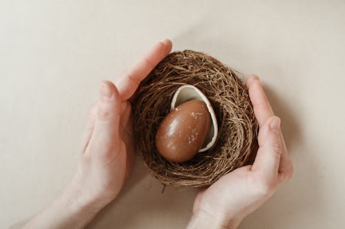 Fotobanka s bezplatnými fotkami na tému čokoládové vajce, držanie, hniezdo