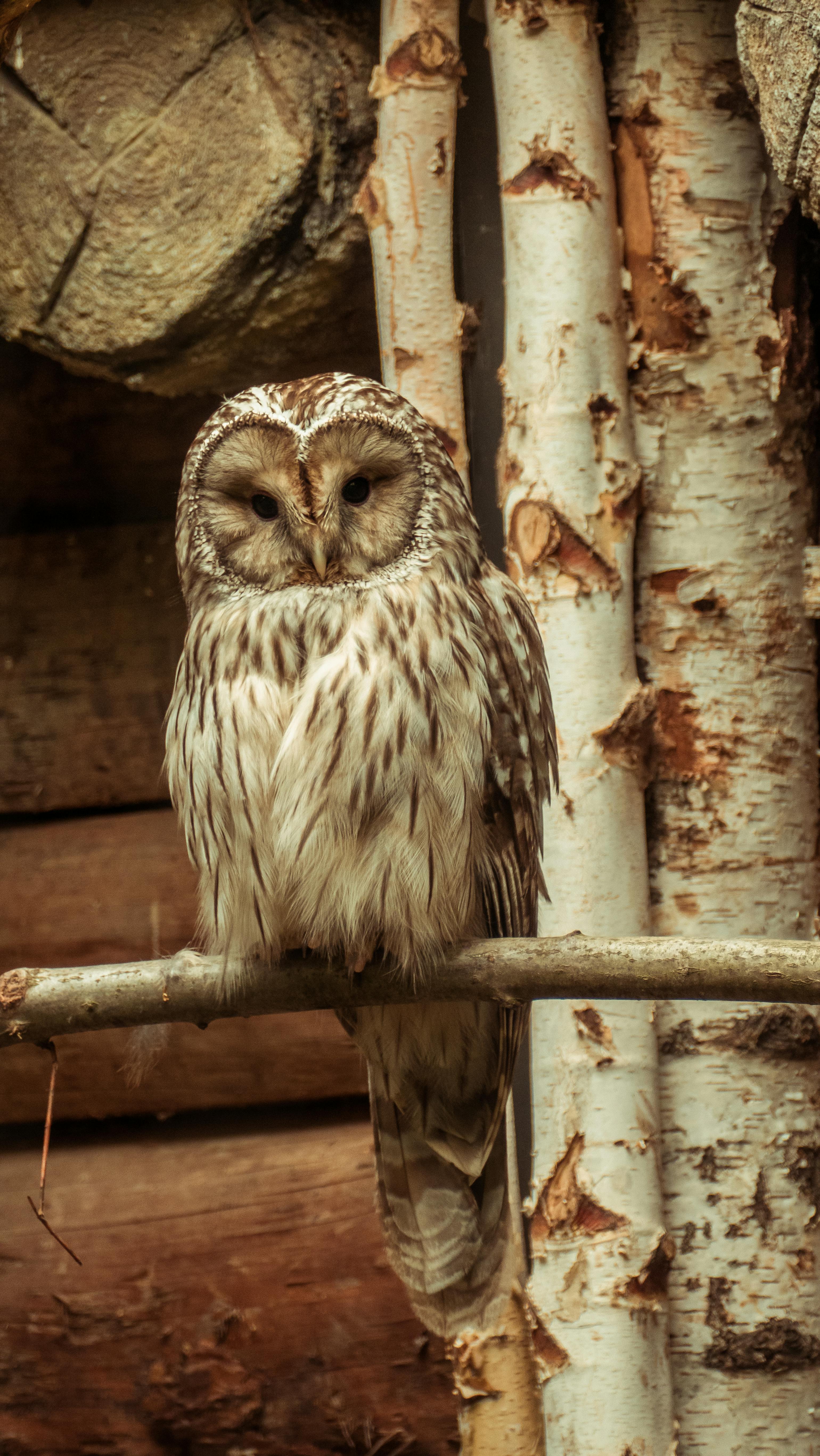 免費 strix uralensis, 上相, 偽裝 的 免費圖庫相片 圖庫相片