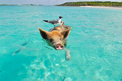 무료 낮에는 해변에서 수영하는 갈색과 검은 색 돼지의 가방에 흰색과 회색 새 스톡 사진