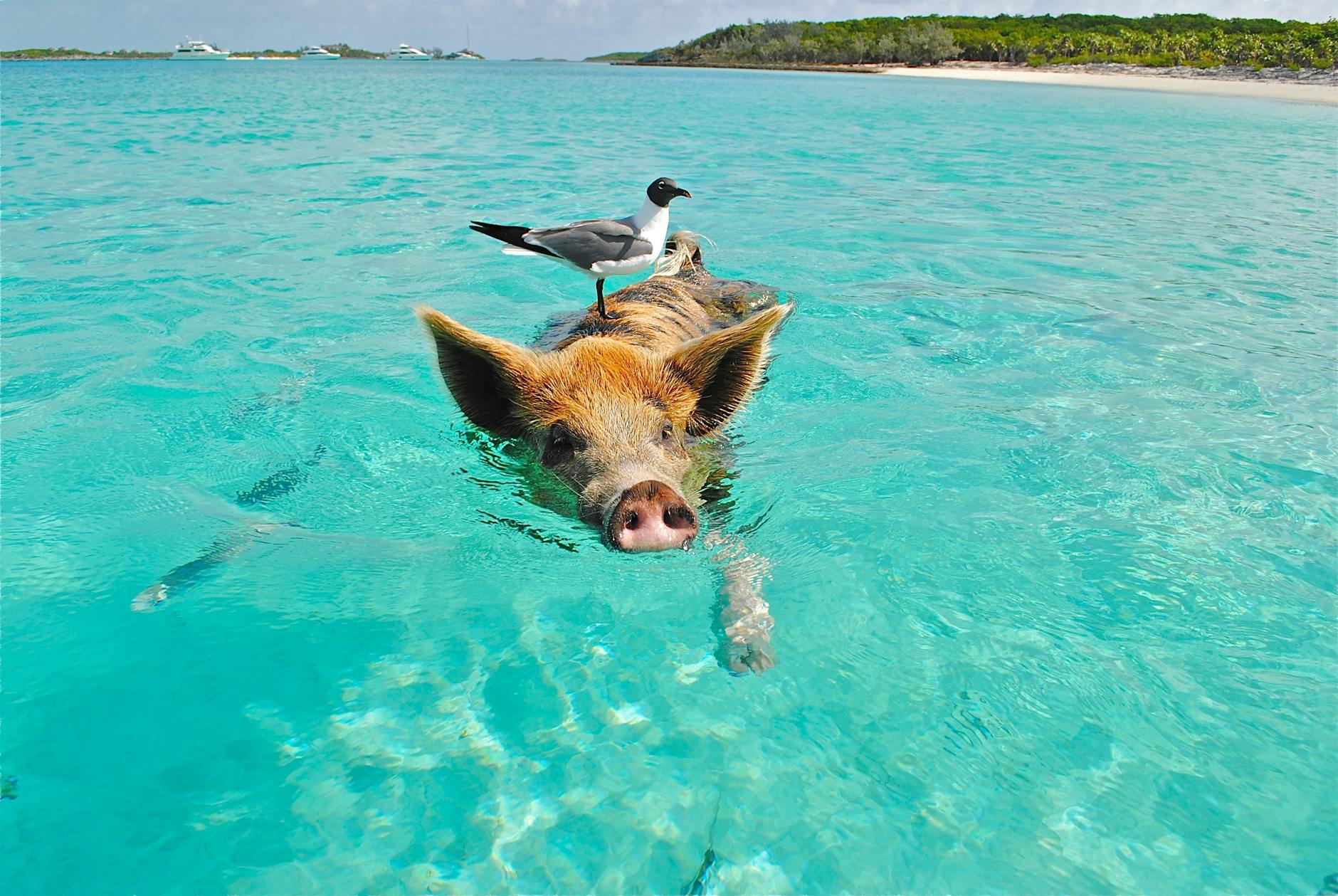 Bird on the Bag of Brown and Black Pig Swimming on the Beach during Daytime