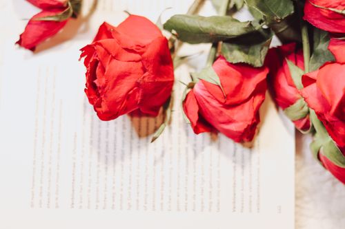 Free Elegant red roses placed on open book pages create a romantic, literary mood. Stock Photo