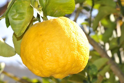 Free Vibrant close-up of a ripe lemon hanging on a tree branch with green leaves. Stock Photo