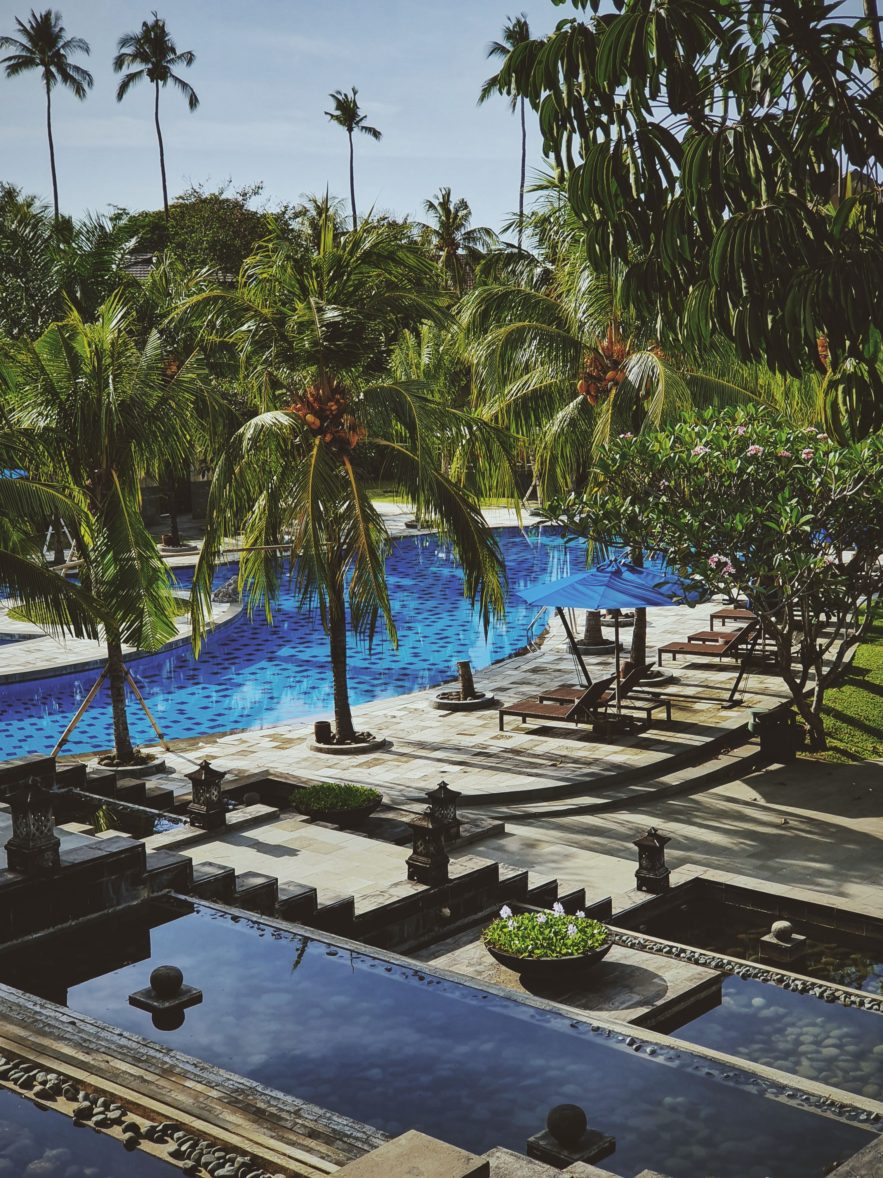 Palm Trees Near Swimming Pool · Free Stock Photo