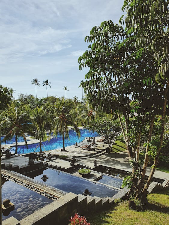 Coconut Trees Near Swimming Pool
