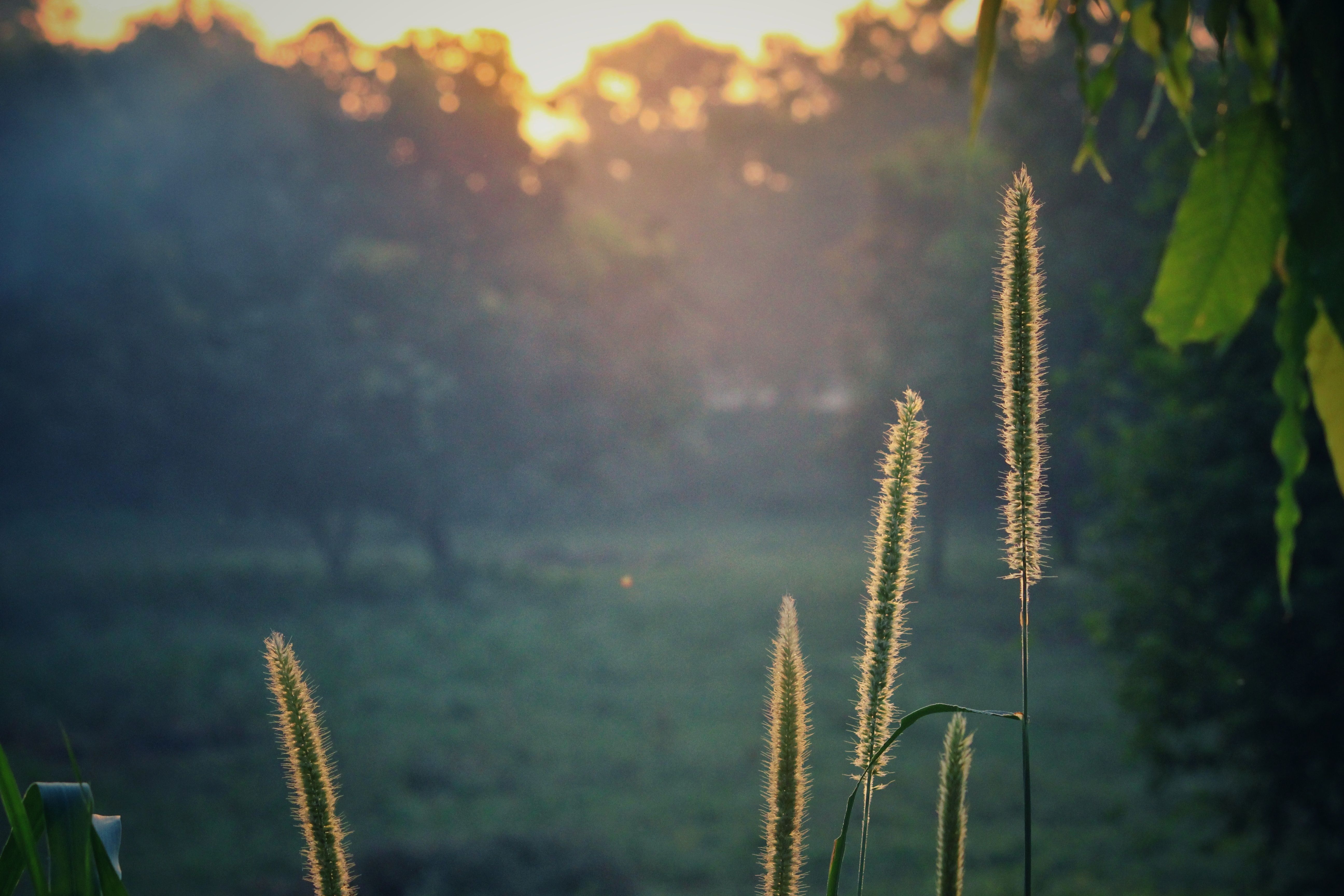 Gratis Piante Verdi Durante L'alba Foto a disposizione
