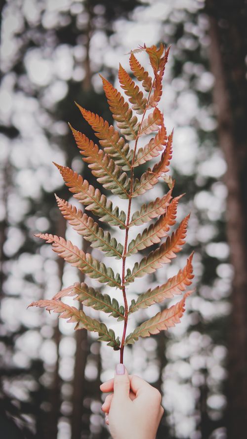 Free A hand holding a brown fern leaf against a forest backdrop in Dalat, Vietnam. Stock Photo