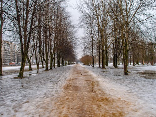 Snow Covered Pathway Between Bare Trees