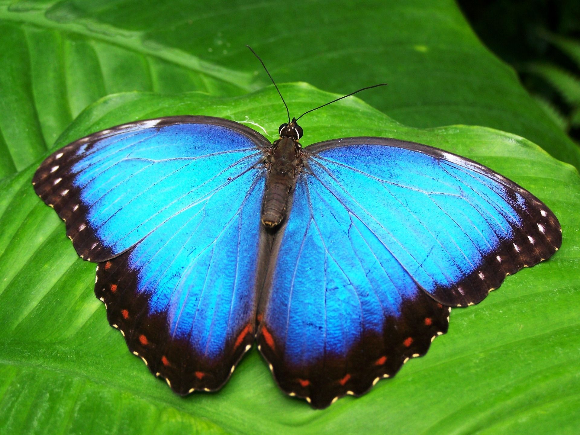Blue And Black Butterfly Free Stock Photo