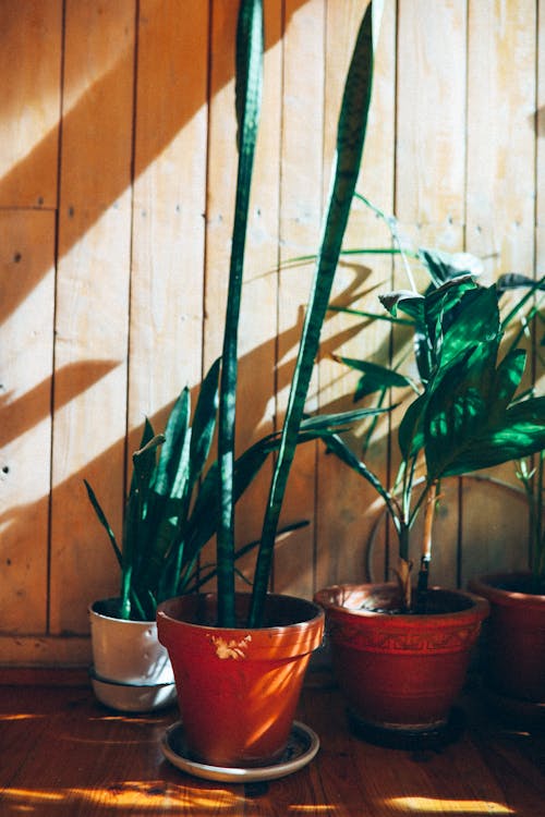 Indoor Plants on the Pot