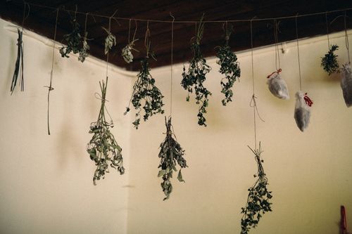 Free A collection of dried herbs hanging from the ceiling in a rustic indoor setting. Stock Photo