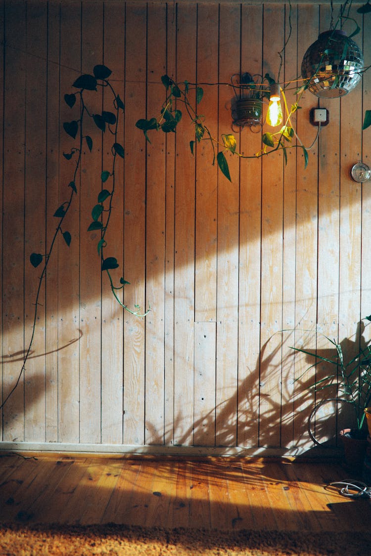 Hanging Green Plants Near A Brown Wooden Wall