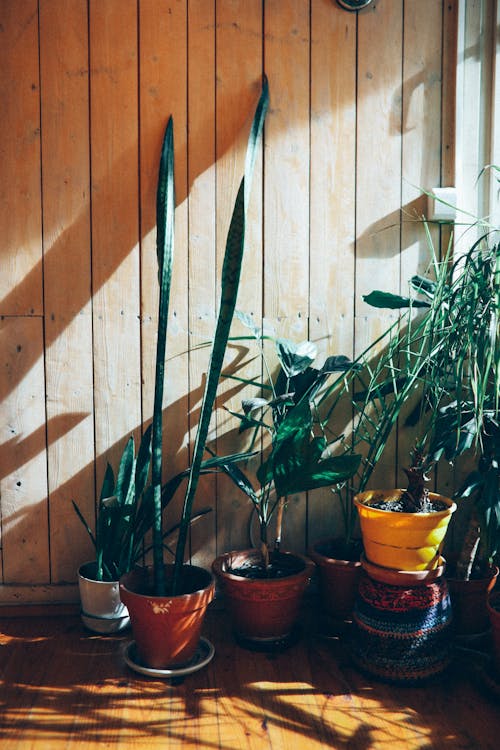 Indoor Plants on the Pot