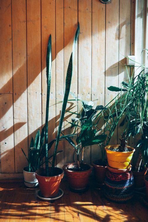 Free A bright and inviting corner with various potted houseplants in natural sunlight. Stock Photo