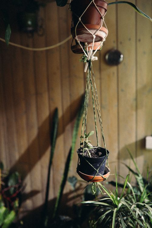 Free A stylish hanging succulent plant in a macrame holder against a wooden wall background. Stock Photo