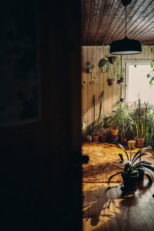 수직 쐈어, 실내 화초, 실내용 화초의 무료 스톡 사진