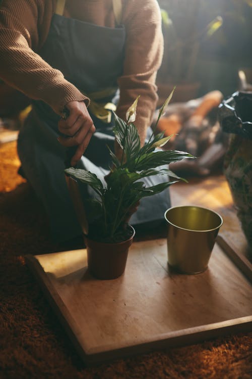 Person Holding Green Plant on Brown Wooden Table