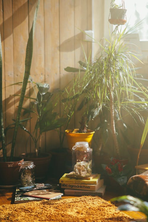 70 년대, greenthumb, plantlove 홈의 무료 스톡 사진