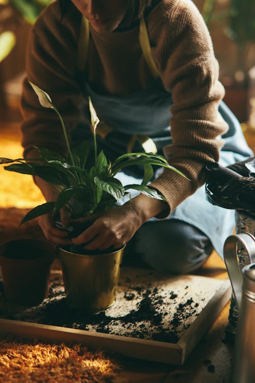 Gratis stockfoto met bodem, bruine trui, Groene plant