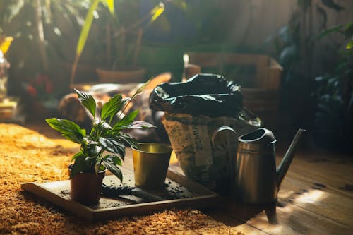 Free A Green Plant on a Wooden Box Near a Watering Can Stock Photo