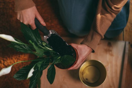 Close-up of hands planting a peace lily in a pot using a garden trowel.