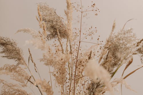 bezplatná Základová fotografie zdarma na téma dekor, pampas trávy, sušená květina Základová fotografie