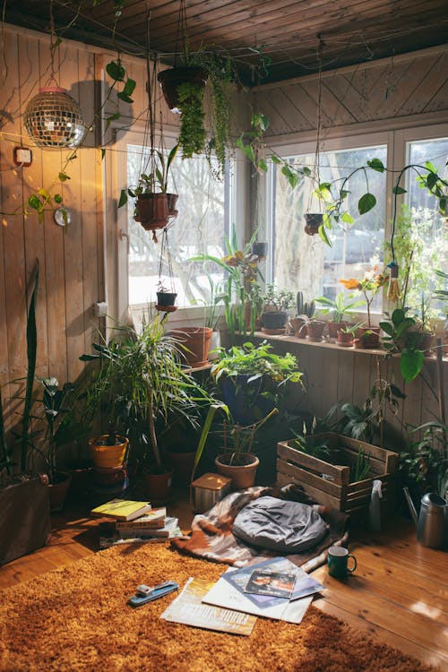 
An Interior of a House with Indoor Plants