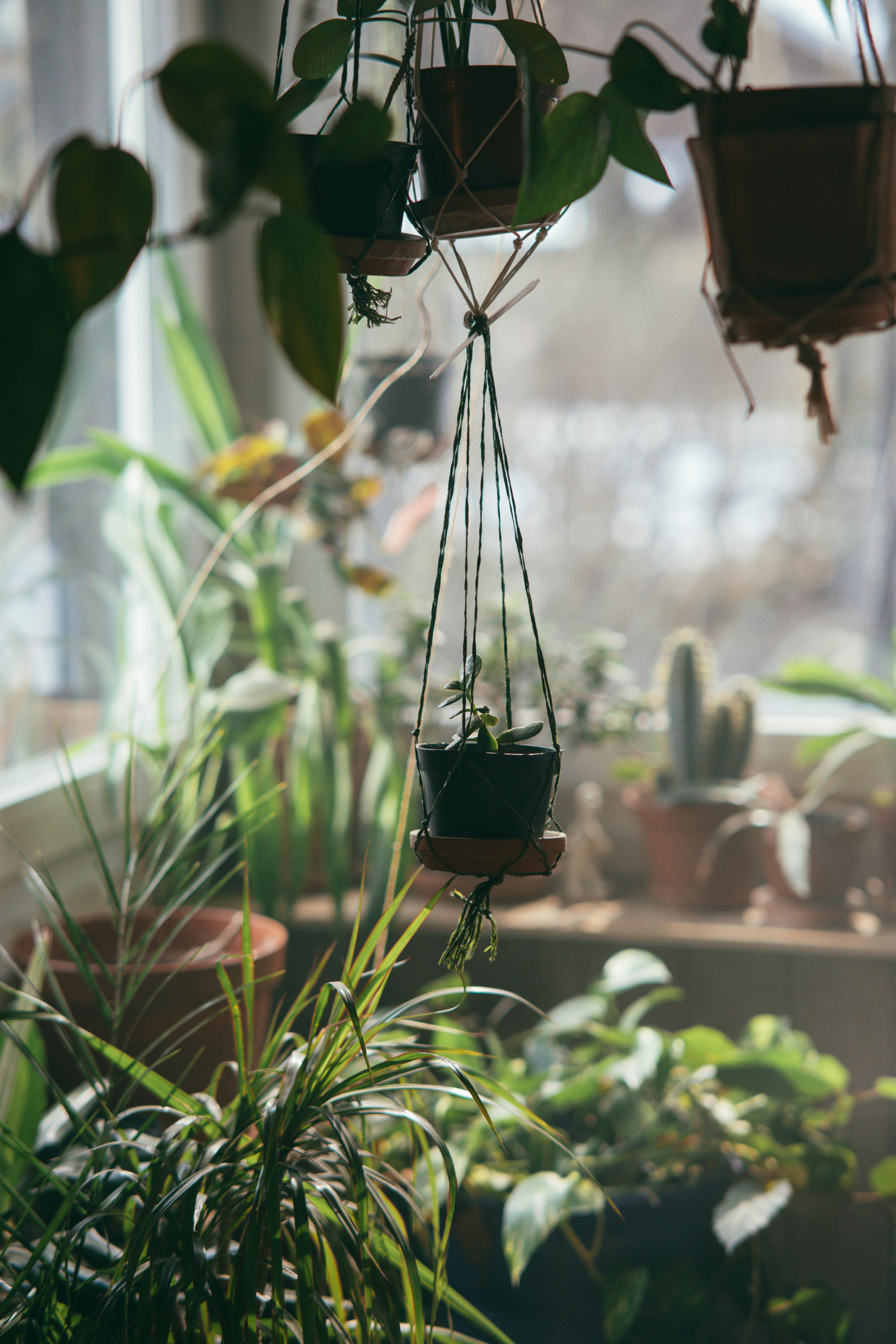 A single potted green plant suspended in a woven macrame hanger against a white wall, casting soft shadows.