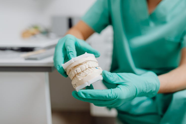 
A Dentist Holding A Dental Cast