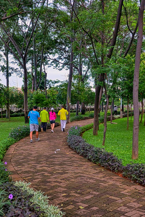 公園, 垂直拍攝, 小徑 的 免費圖庫相片