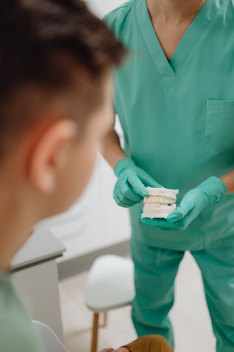 Dentist Holding A Dental Model 