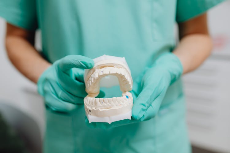 Close-up Photo Of Dental Cast