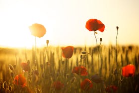 poppy field