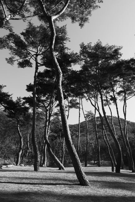 Monochrome image of tall trees in a serene forest setting.