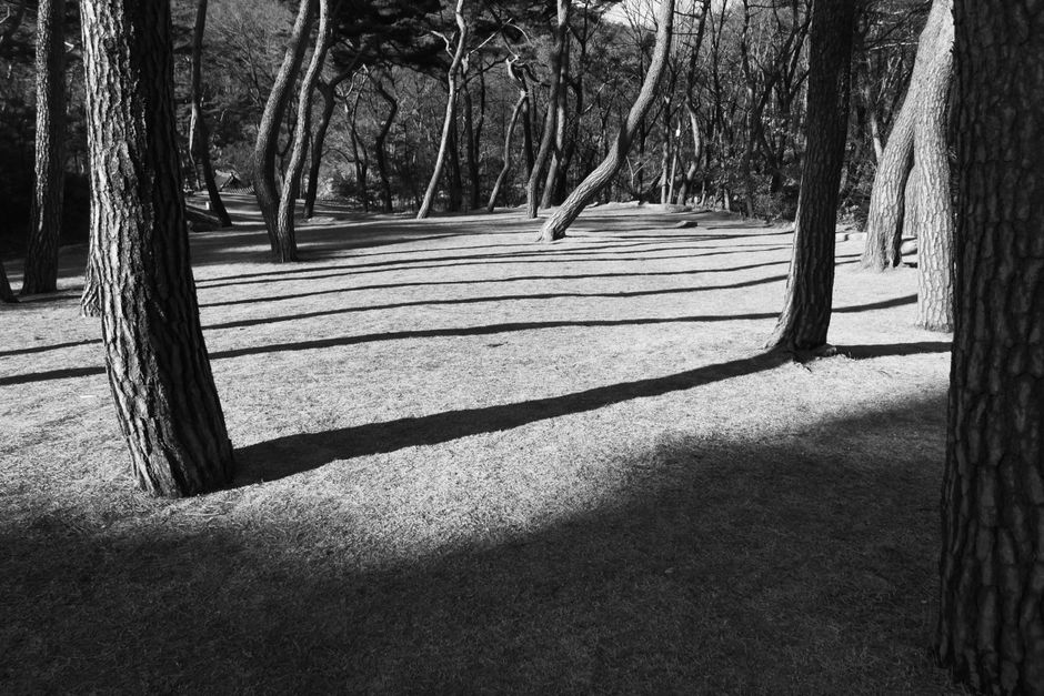 Tranquil grayscale forest scene featuring long tree shadows and textured bark patterns.