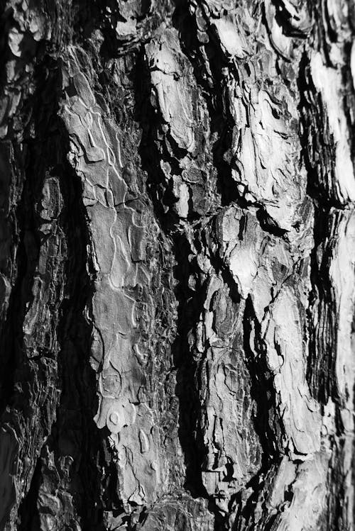 Foto stok gratis batang pohon, grayscale, kayu